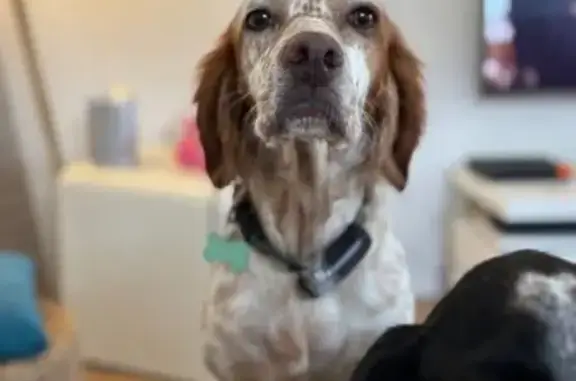 Chien beige tacheté perdu à Roquefort - photo