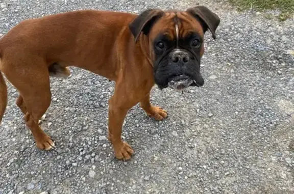 Boxer mâle trouvé Rue d'Ecry, Avaux - photo