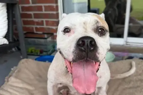 Found dog , photo: Found: Sweet Spotted Dog in Florida