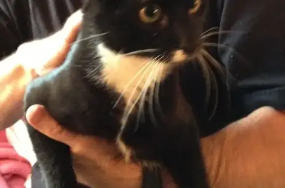 Lost Tuxedo Cat: White Toes & Nose Spot