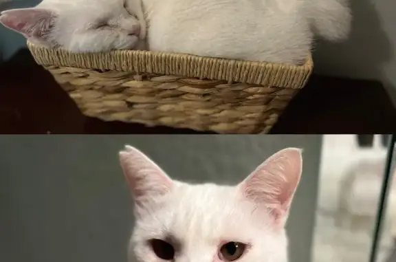 Missing: White Bobtail Cat in GA 83