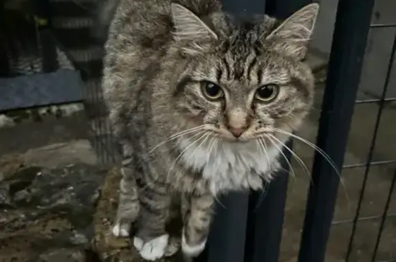 Animaux trouvés Calais, photo: Chat trouvé sans collier à Calais