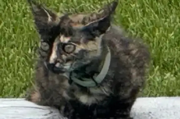 Chatte tigrée 4 mois perdue à Montélimar - photo