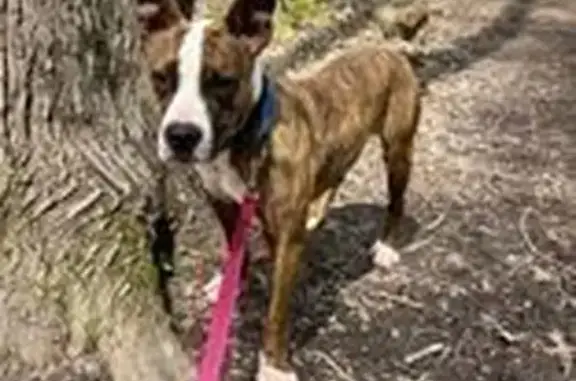 Lost Brindle Pitbull Mix in Milford Area