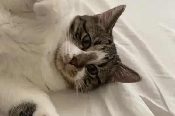 Missing cat Inwood, photo: Lost Timid DSH Cat in Inwood - Help Find!