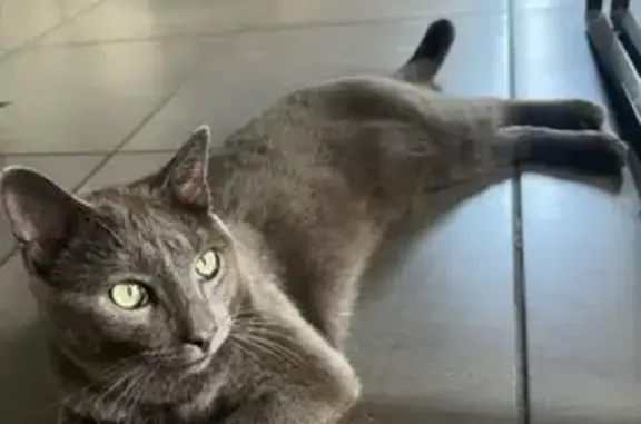 Chat perdue avec tâche blanche à Lons - photo