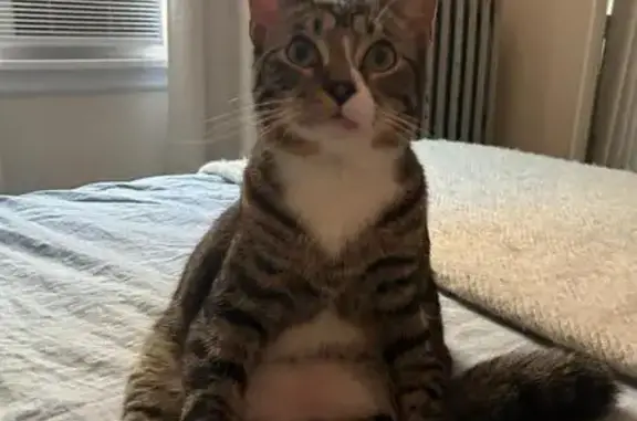 Lost Tripod Cat: Nico on Cambridge St