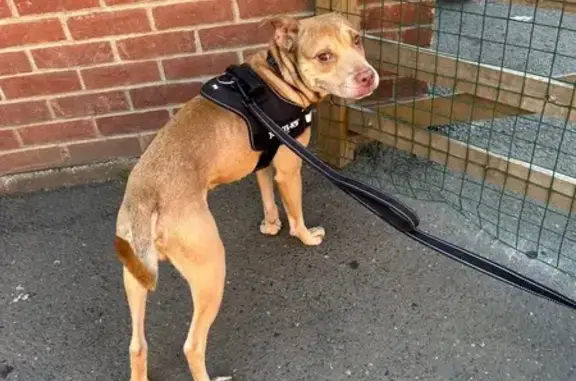 Lost pets Portsmouth, photo: Lost Timid Golden Dog: Kong/Bungle
