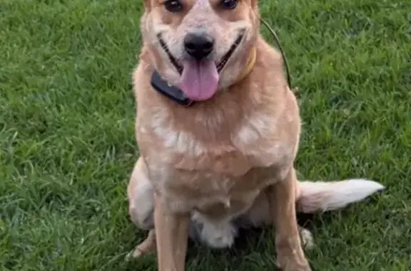 Lost Red Cattle Dog: Blue Harness, Brisbane