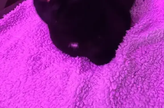 Missing cat Clarksville, photo: Lost Black Cat with Unique Markings