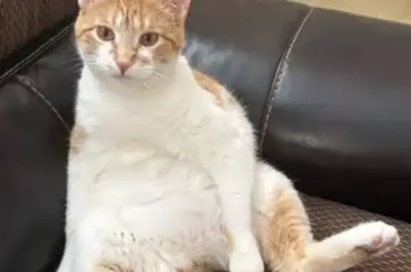 Missing cat , photo: Lost: Shy Orange & White Cat in Ammon