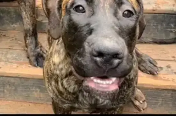 Lost Dog Gaia: Brindle Coat, Conyers GA