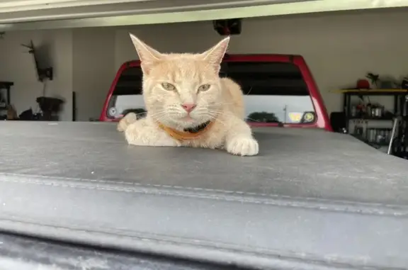 Lost Tan Tabby Jake: Call 740-438-1649