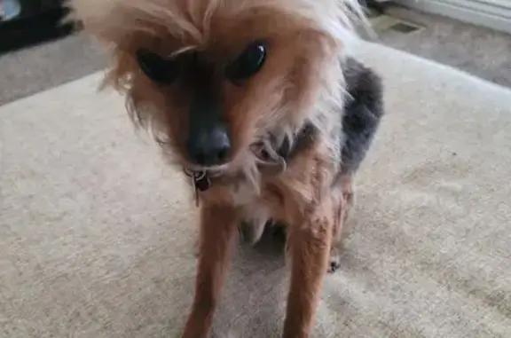 Missing dog Mount Pleasant, photo: Lost Yorkie: Lexie on East 600 South