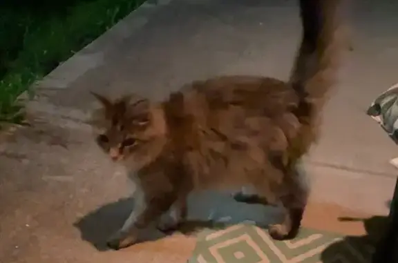 Found cat Indianapolis, photo: Cat Found on E Raymond St, Indy