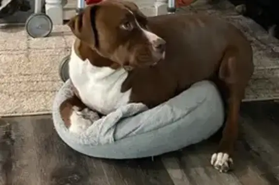 Lost Skittish Dog on Oak St, Farmington