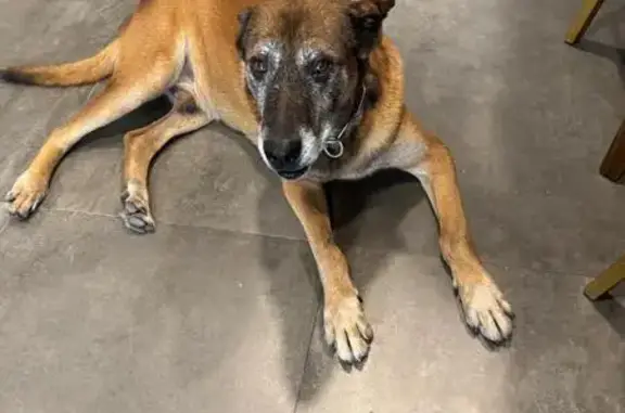 Help Find Asher: Lost Belgian Malinois