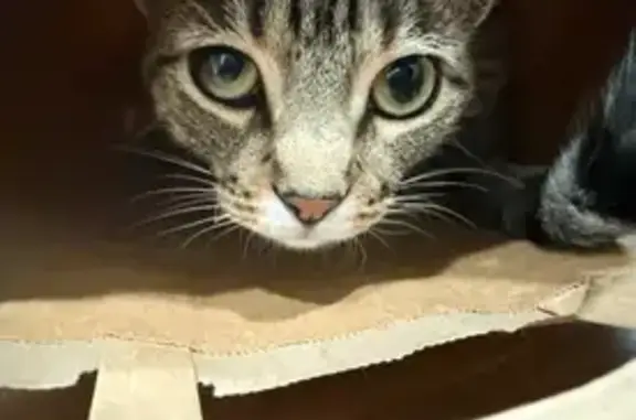 Lost Friendly Tabby Cat - Abbey Drive, McHenry