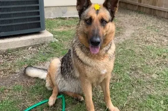 Missing dog , photo: Lost German Shepherd in Dallas, TX