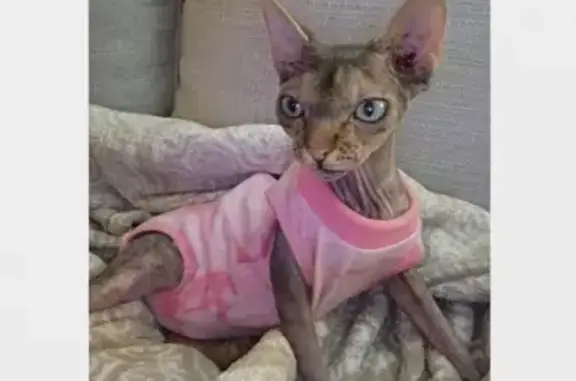 Help Find Sircey: Lost Cat in LA!