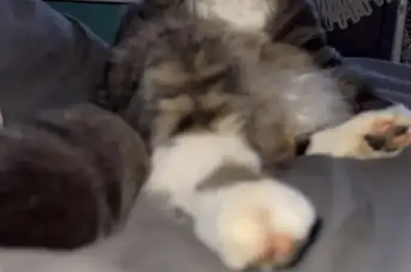 Lost Fluffy Cat: Black-Toed Paws!
