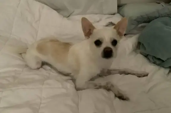 Lost and found pets Elk Grove, photo: Lost: Timid White Chihuahua Mix in Elk Grove