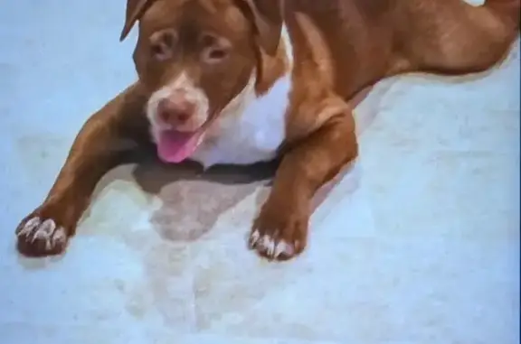 Lost 8-Mo. Brown/White Dog in Puyallup