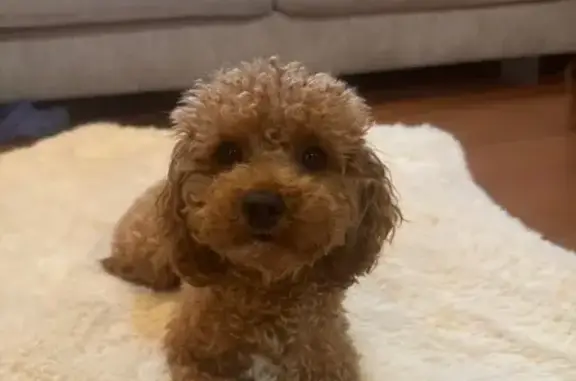 Lost Dog: Curly Hair, Pink Harness, Waldorf