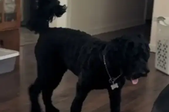 Lost Dog: Black, Curly, Friendly, 45701