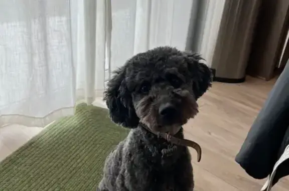 Lost Mini Goldendoodle: Black Curly Hair