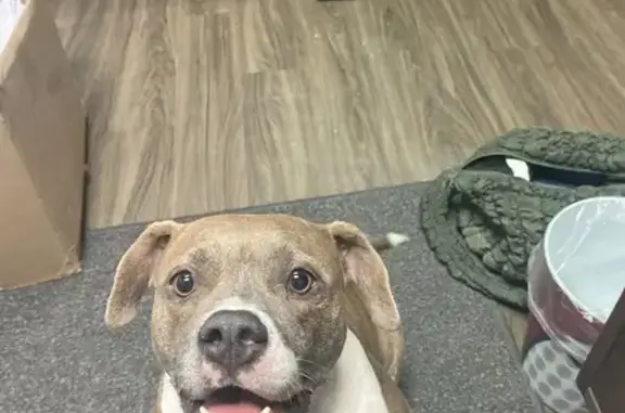 Found dog Arkansas City, photo: Found Brindle Pit Mix in Little Rock