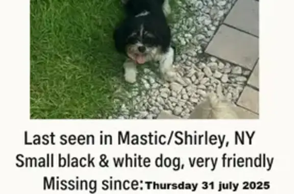 Lost Small Black & White Dog: Robert St