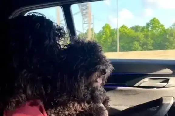 Lost Dog: Black & White, Eastpoint Area