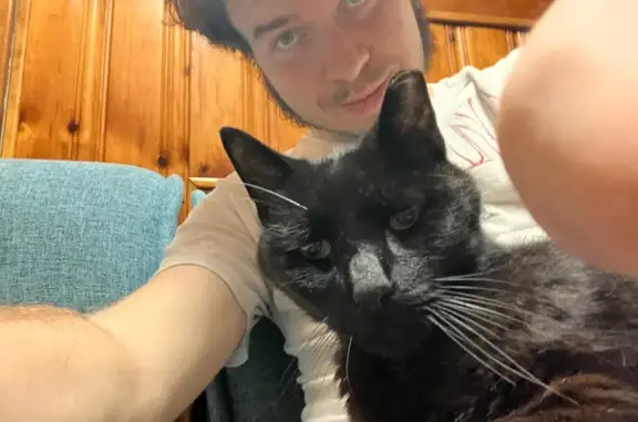 Lost Black Cat: Unique Ears, Elmont Area