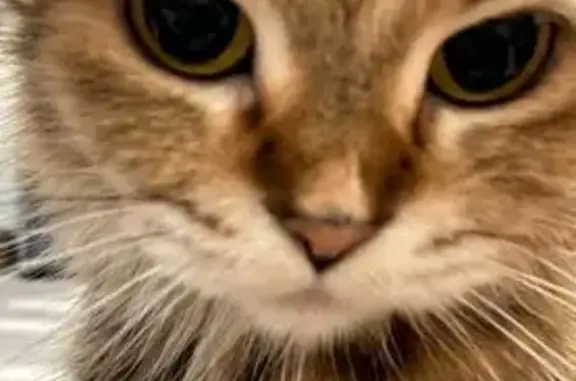 Lost Cat: Brown/White Mix in Bedok South