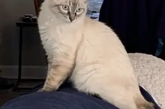 Lost Cream Siamese Cat - Grayson Ave