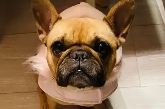 Lost Dog: Brown with White Chest & Scar