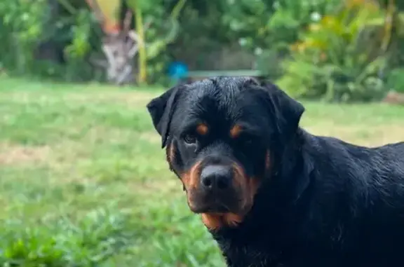 Missing: Roxy, Female Rottweiler, Lismore