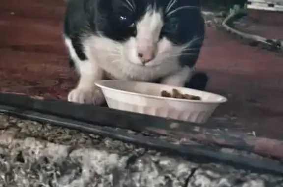 Gato con Collar Rojo Perdido en CDMX