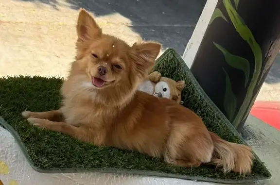 perro perdida