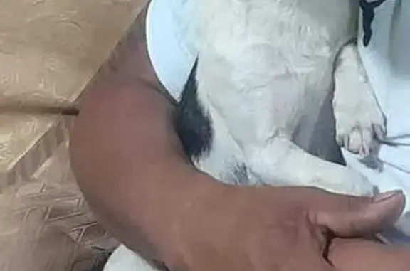 Perro pequeño perdido en Chimalhuacán