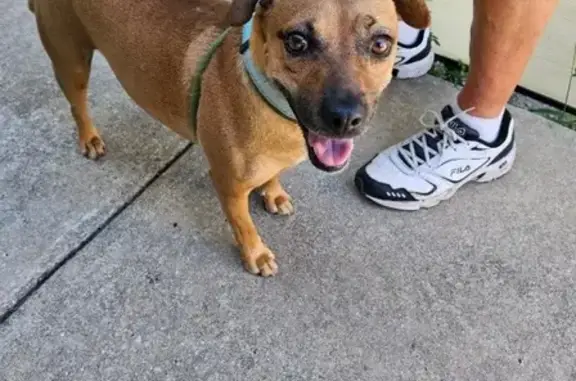 Lost Tan Chiweenie with Blue Collar in Ocala
