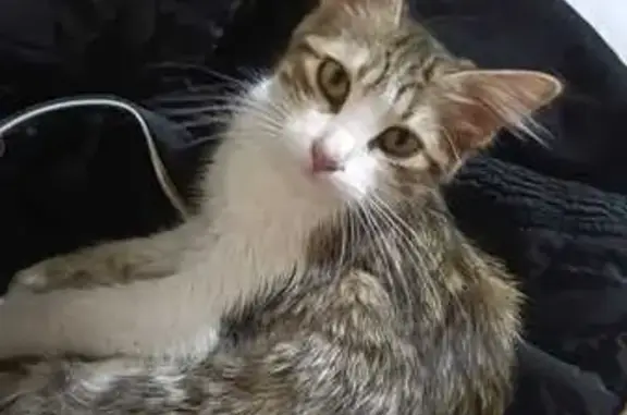 Gatita Blanca y Café Perdida en Neza