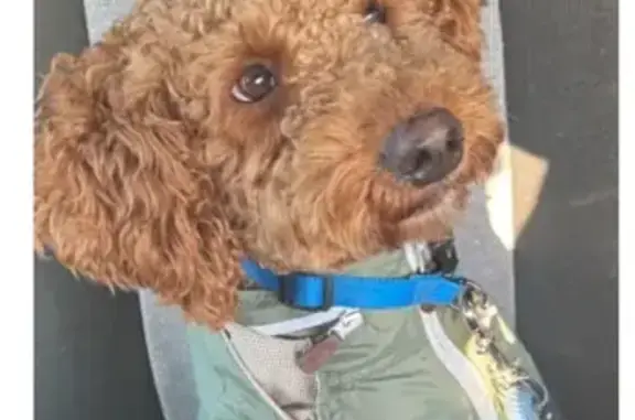 Lost Mini Poodle Enzo in Paterson