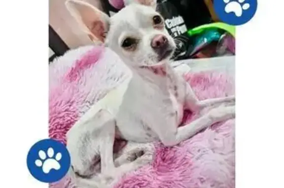 Perros perdidos, Ojo de Agua, foto: Perro Blanco Perdido con Suéter Azul en Ojo de Agua