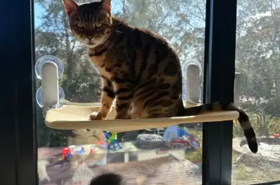 Lost Bengal Cat: Golden Black in Manningham