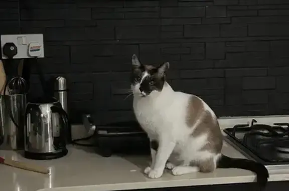 Gatos perdidos, , foto: gato perdida