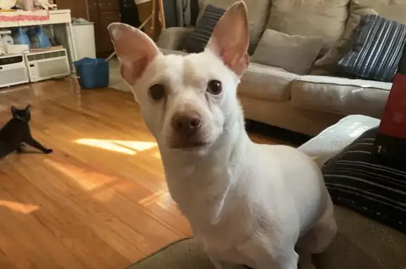 Lost Dog Dobby: Small, Floppy-Eared & Limping