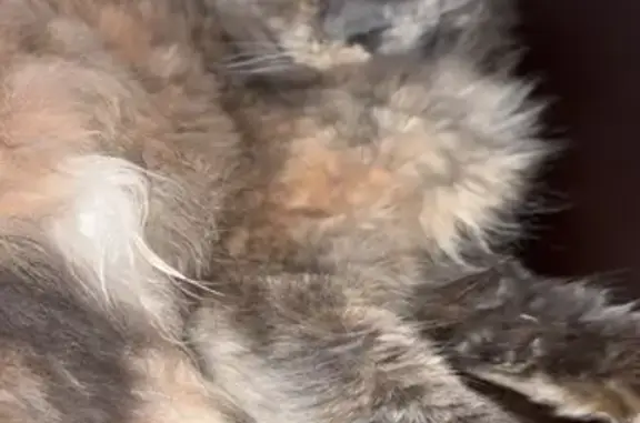 Animaux perdus Nouvelle-Aquitaine, photo: Chatte Étoile perdue à Billère