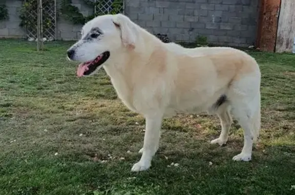 Chien sable 14 ans perdu à Beaugency - photo